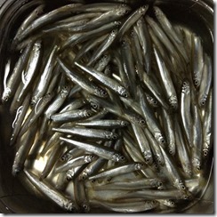 12670102_870763199707510_7709868051015159424_n