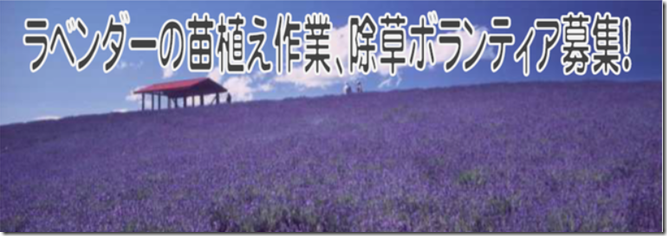 ラベンダー園