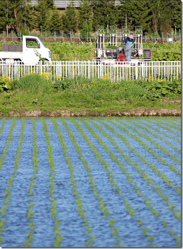 R5田植え