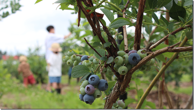 ブルーベリー狩り