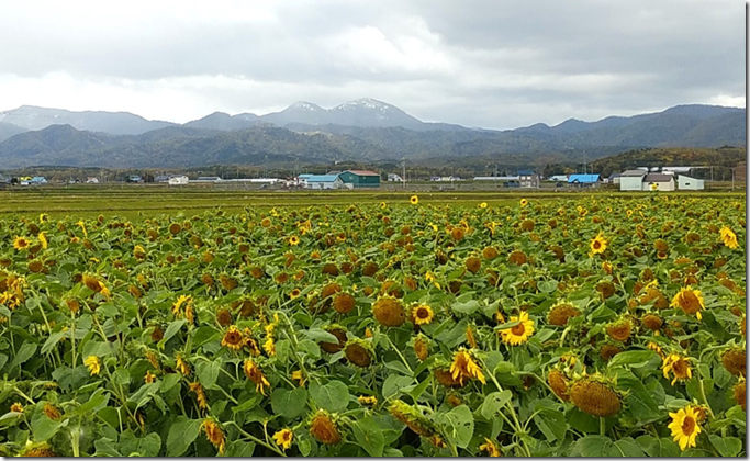 ヒマワリと冠雪