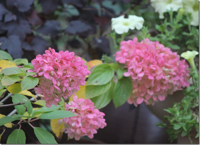 ピラミッドアジサイ