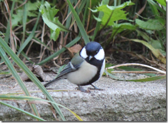 シジュウカラR5