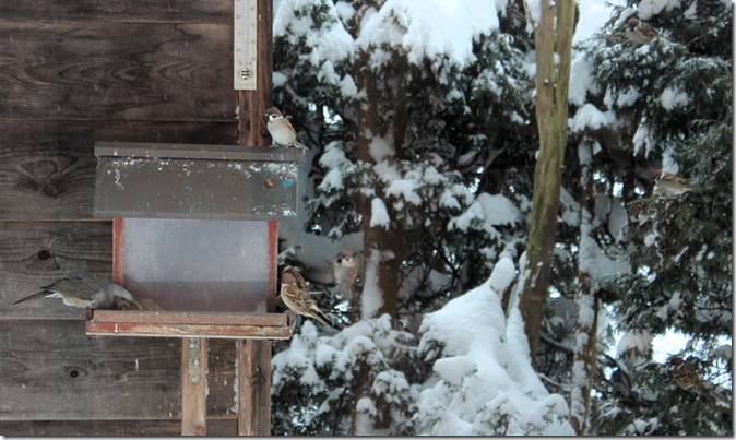 ヒヨドリとスズメ2