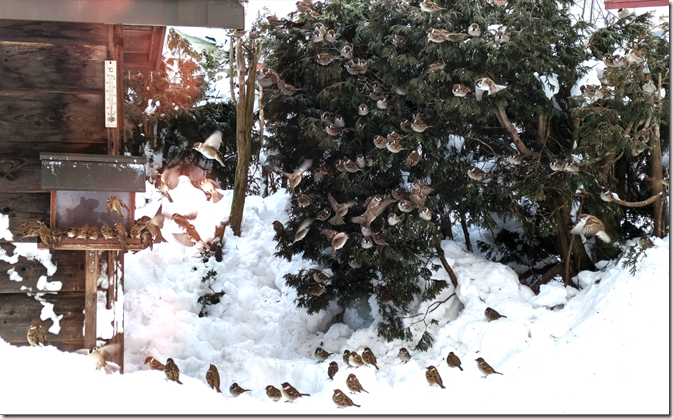 スズメがたくさん