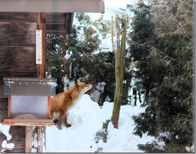 キツネとスズメ