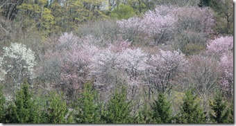 奈井江の桜