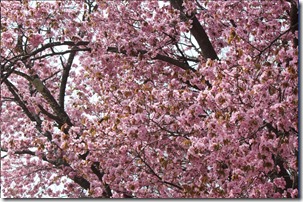 上砂川の桜