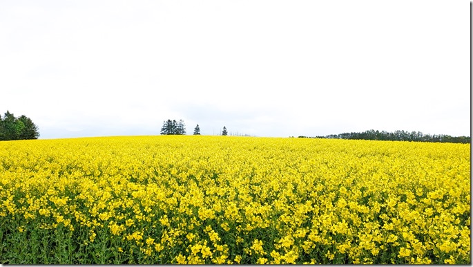 PXL_20240517_0733497901