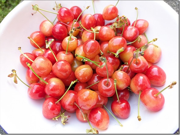 R6年サクランボ