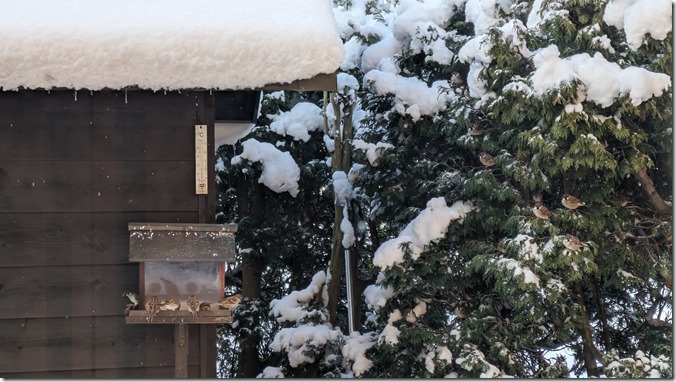 PXL_20241118_223433659