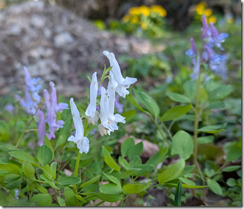 白いエゾエンゴサク