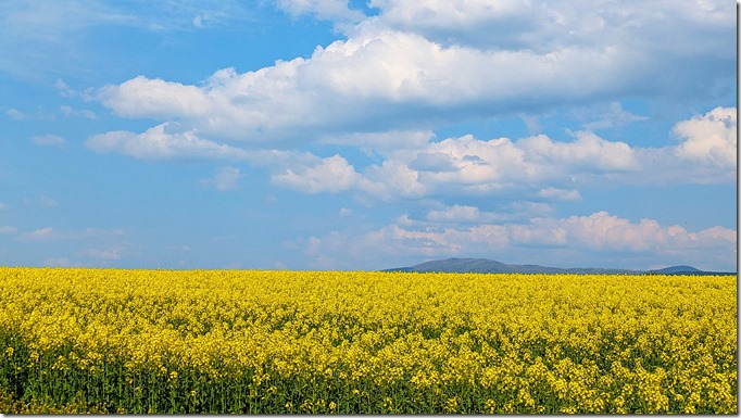 PXL_20250519_0548506991