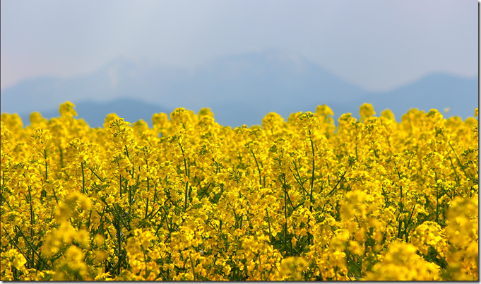 ピンネと菜の花