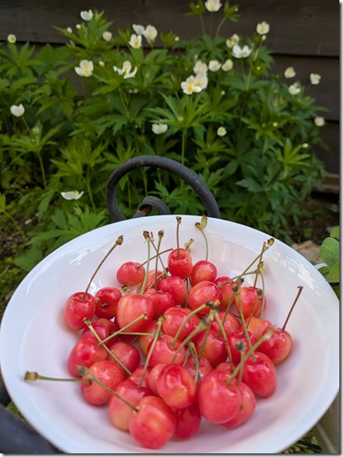 PXL_20250614_080605008