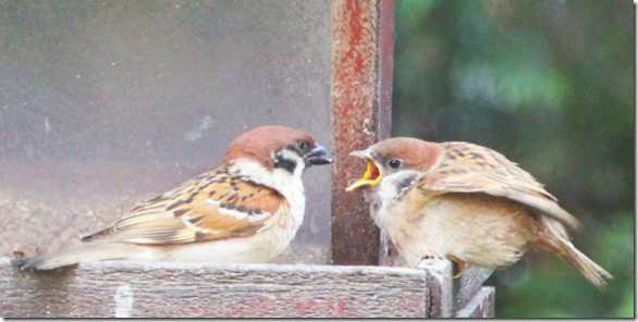 スクリーンショット 2025-06-30 082532