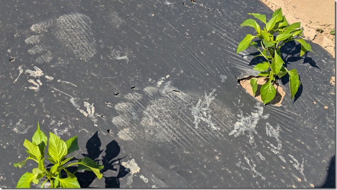 PXL_20250711_051650699